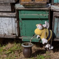 G37A0691 29/04/2019 - L'abeille argentine carbure aussi au maté ! The argentine bee also runs on Maté!